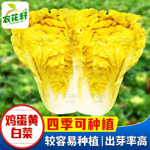 鸡蛋黄白菜种孑好吃早熟高产