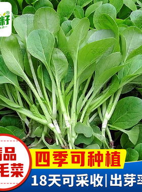 鸡毛菜种子籽种四季速生上海青鸡毛菜种孑小青菜蔬菜种孑大全盆栽