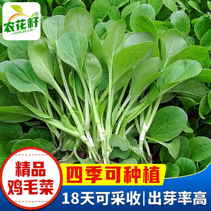 鸡毛菜种子籽种四季速生上海青鸡毛菜种孑小青菜蔬菜种孑大全盆栽
