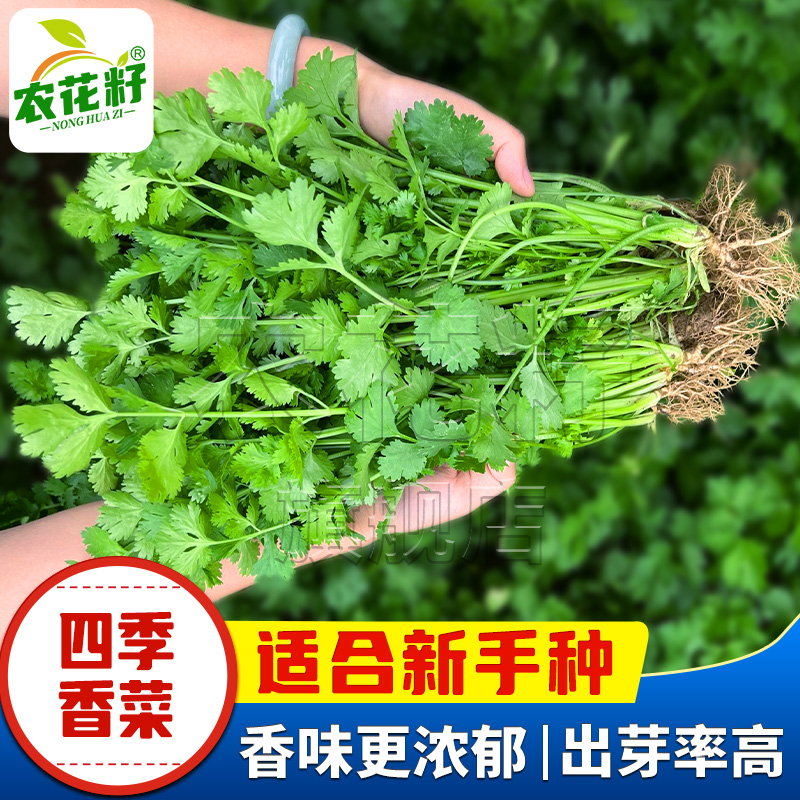 四季香菜种子香味浓郁生长快