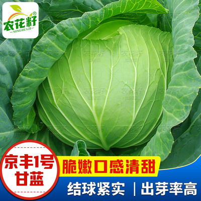 秋京丰甘蓝种子青绿甘蓝菜种
