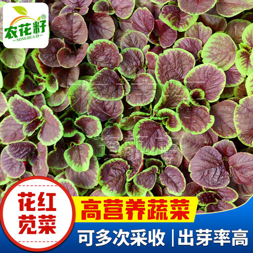 花红苋菜早熟耐热分枝力强生长旺