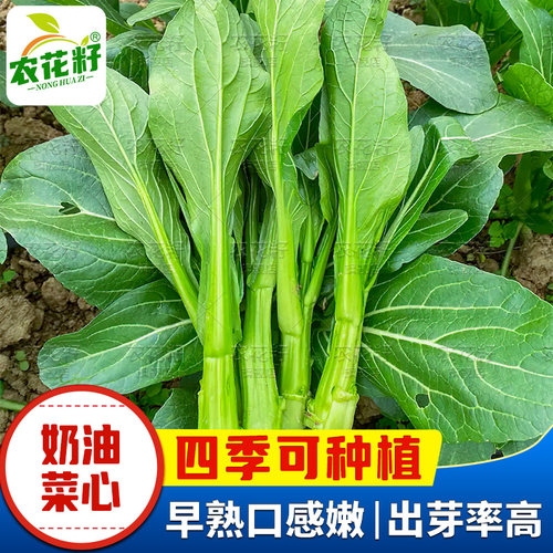 广东菜心菜苔青四季奶油菜心四季