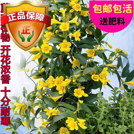 法国新款香水茉莉盆栽花卉室内外庭院爬藤植物冬天开花浓香耐寒