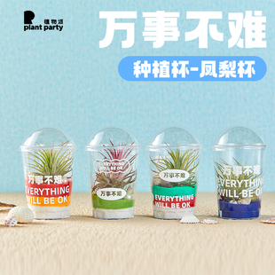 植物派 空气凤梨植物杯-创意微观绿植diy易养活送礼物桌面绿植
