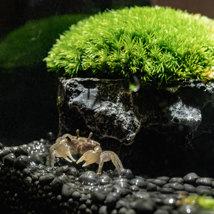 辰DTF青苔藓微景面观生态瓶办丘公室内观绿植桌种植小盆栽景螃蟹