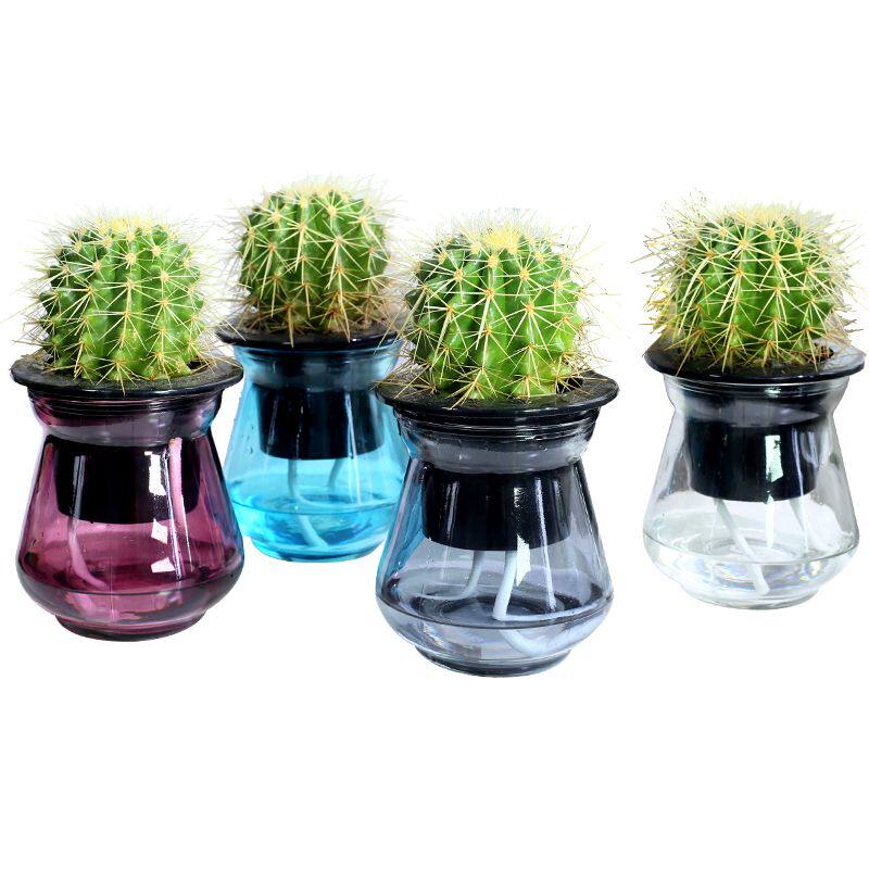 极速玻璃水培仙人球多肉植物组合仙人掌J盆栽办公室桌面净化空气