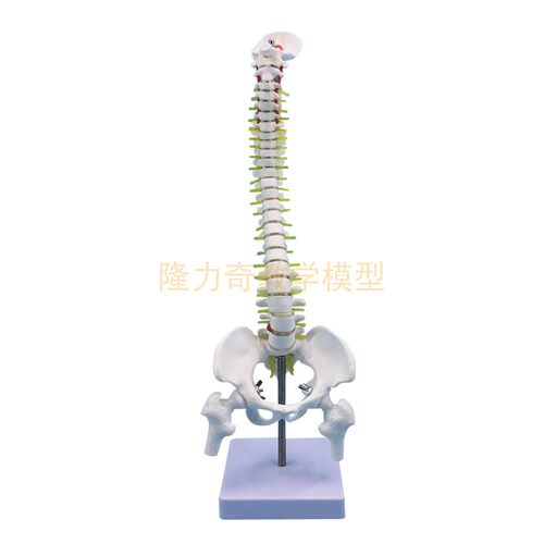 极速教学仿真骨骼 45cm人体脊柱脊椎模型带半腿骨R模型1:1人体骨
