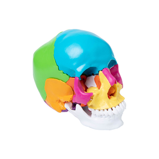 极速人体头骨模型可拆装22部件B原装出口品质颅骨骨骼医院学校教