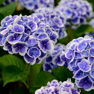 极速绣球盆栽花苗无尽夏花手鞠等四G季易种易养庭院花园观花大花