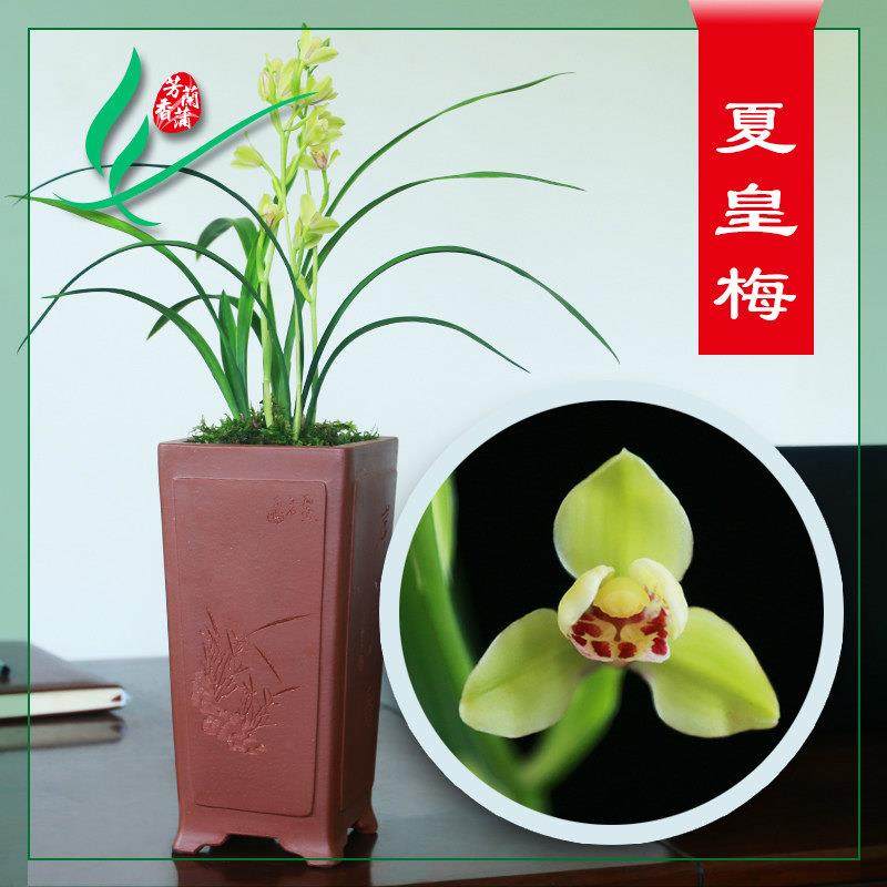 极速建兰兰花四h季夏皇梅浓香花卉景栽盆土绿植带草植物名贵苗花