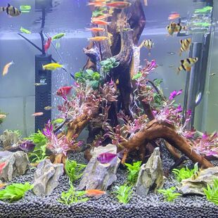 极速鱼缸造景生命之树沉木骨架树桩水族箱草缸新手懒人.装饰全套