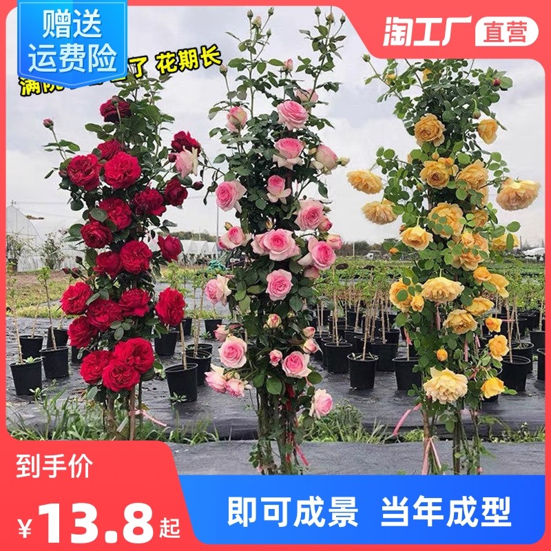 极速【1米6大h苗】蔷薇花苗藤本月季特大花爬藤植物四季开花卉盆