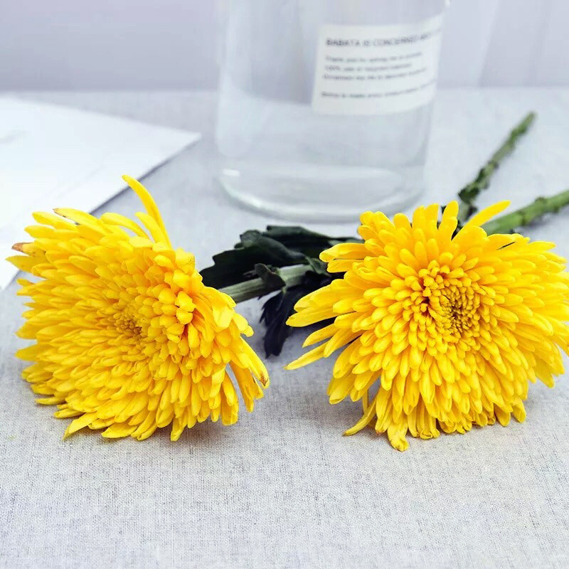 速发清明节黄白菊花束哀悼扫墓祭祖拜山求神广州基地速递全国包邮
