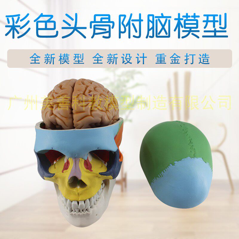 速发彩色拆体骷髅头头型 模颅骨模型大脑模型 医学头骨带脑模型可
