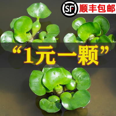 速发水葫芦水草植物浮配水生造景树养林萍件大全水培鱼缸森龟净化