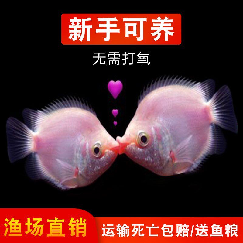 速发观赏鱼鱼热接吻鱼好养耐鱼小型苗带鱼淡水亲嘴鱼活孔雀鱼