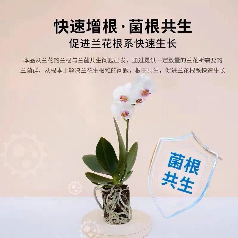 速发兰灵王兰花专用肥料免稀释营养液促花爆芽多箭素君子兰陵王活