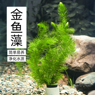速发水藻草植蚣鱼缸懒人藻增氧草孔雀鱼水培真草蜈物草