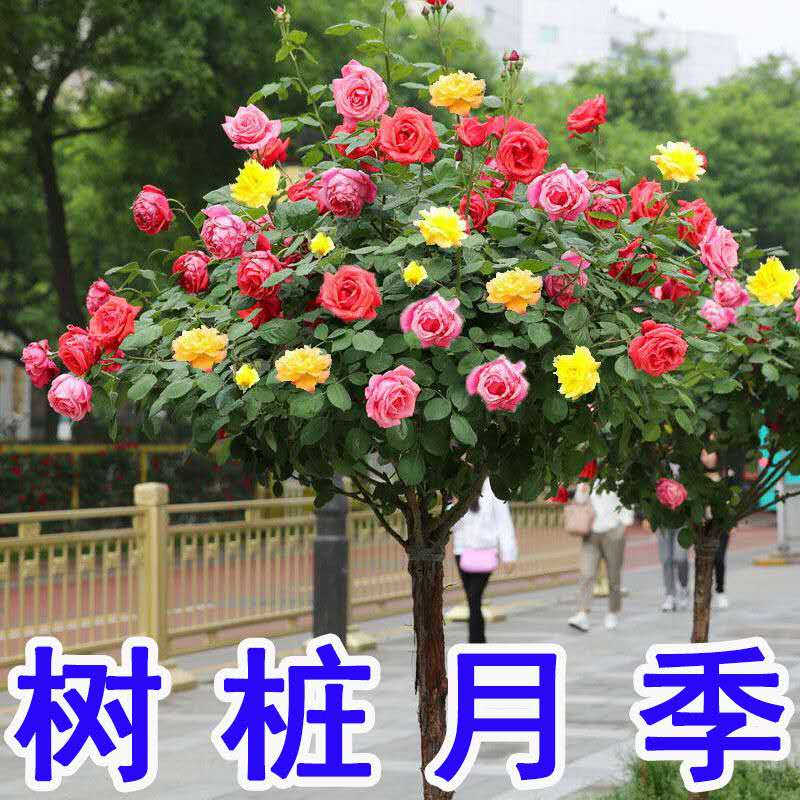 速发季棒季树桩月糖花苗特大花玫瑰花四棒开花卉植物室内外带花苞