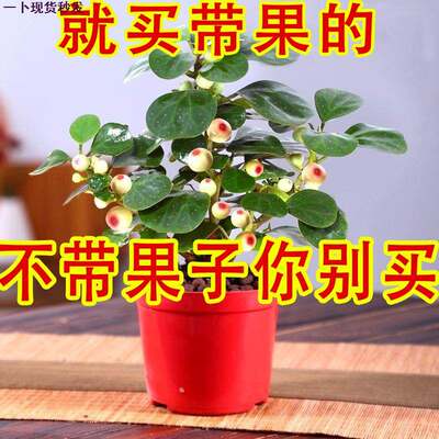 菩提树盆栽网红带果旺宅拜佛