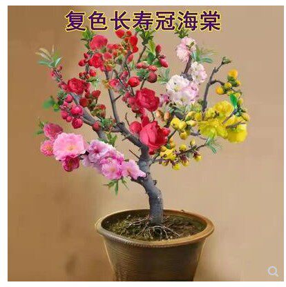 木本多色四季重辦海棠树苗盆栽南北方种植耐寒阳台庭院植物花卉