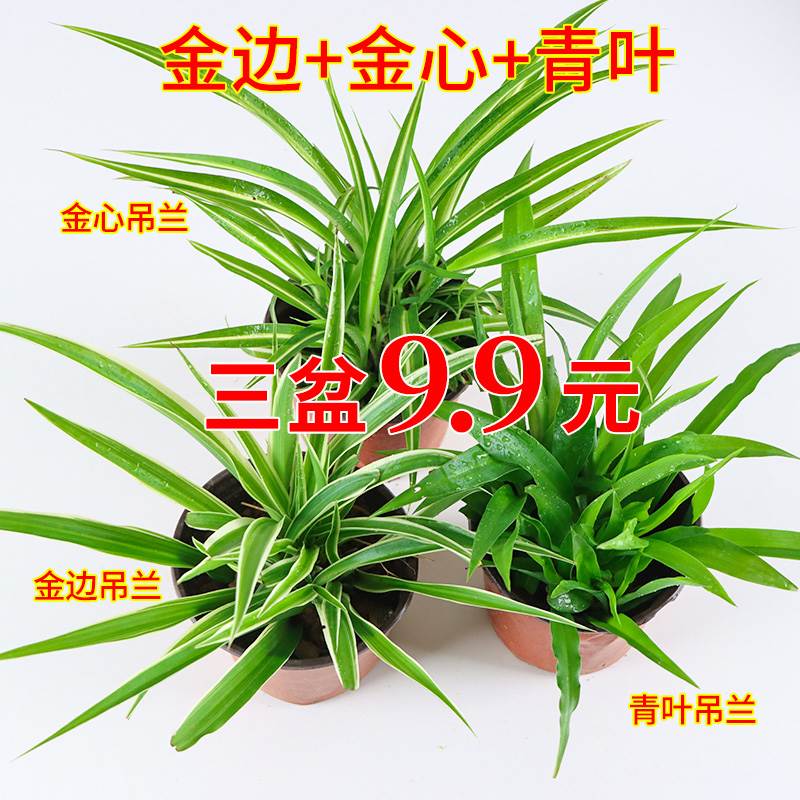 金边绿植植物净化空气