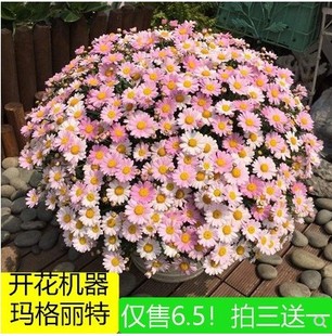 塔莎 云南玛格丽特花盆栽花苗糖果粉巨人庭院阳台菊科 花园