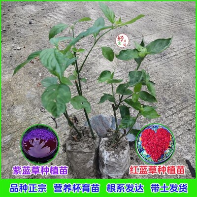 红蓝草种苗紫蓝草种植苗广西红兰叶绿植盆栽红榄草营养杯带土发货