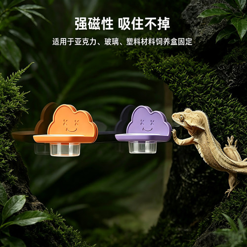 睫角R属守宫磁吸果泥盆