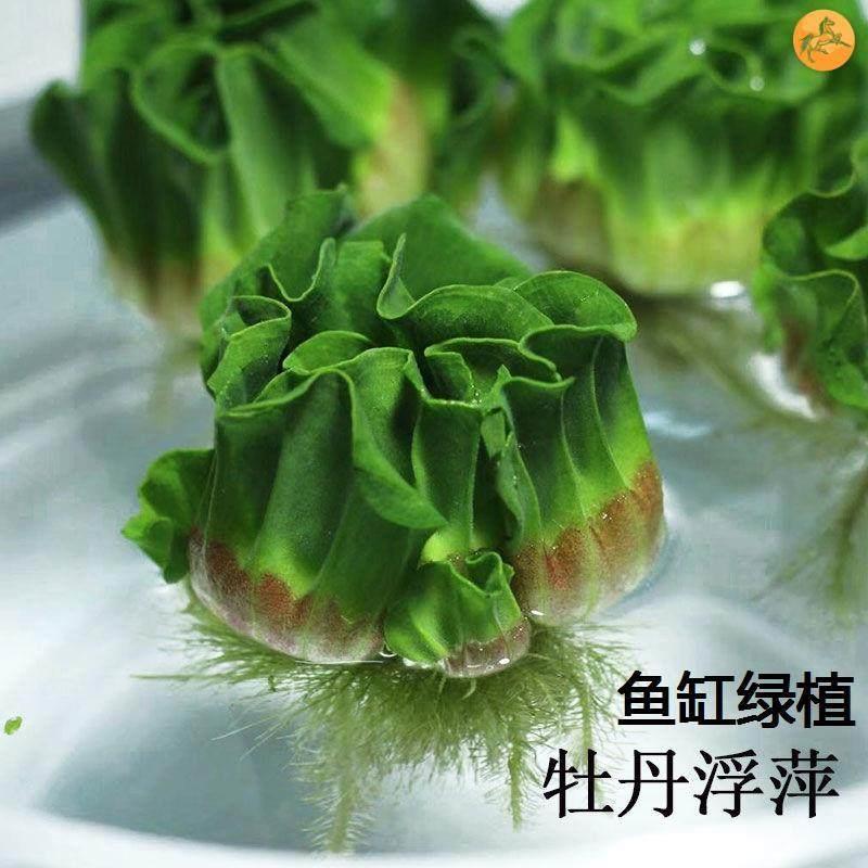 鱼缸绿植造景装饰水养牡丹浮萍水芙蓉阳台植物浮性水草养龟养鱼缸
