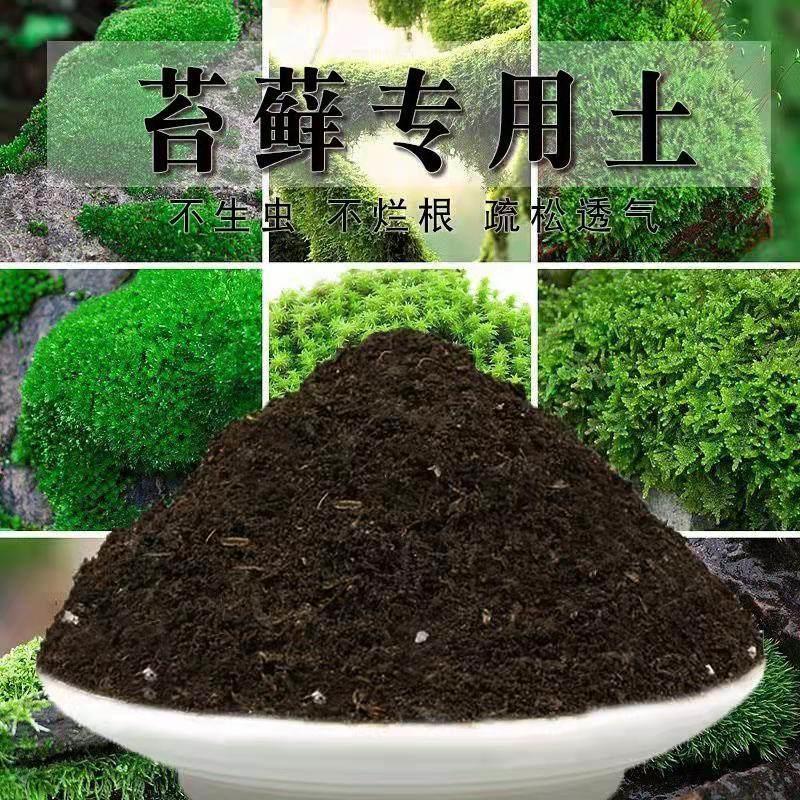 苔藓专用土微景观材料造景孢子粉青苔星星大灰小灰藓透气花土