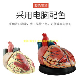 新品成人1:1人j体心脏模型 B超彩超声波医学心内科心脏解剖教学模