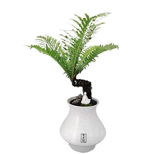 极速造型盆景富h贵蕨老桩苔藓水培植物办公室内观叶绿植净化空气