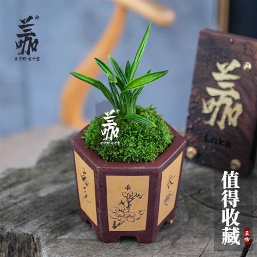 极速翁源兰花袖珍小兰草建u兰九仙荷蝶开花高荷瓣花兰草小盆景送