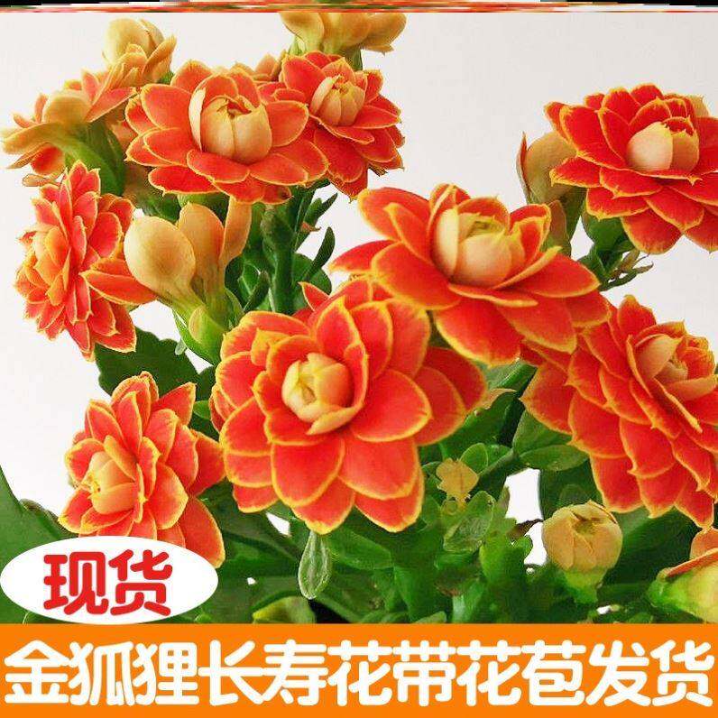 极速冬天开花植物抗冻耐寒绿植北方F室外不怕冷的花耐冻热花卉室