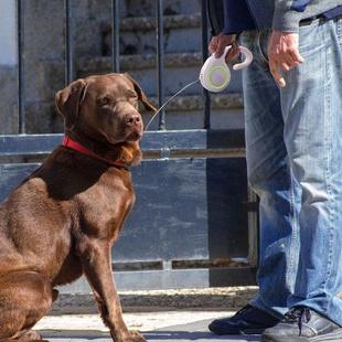 Fluorescence 极速Fluorescence Leash Dog EYffect Retractable