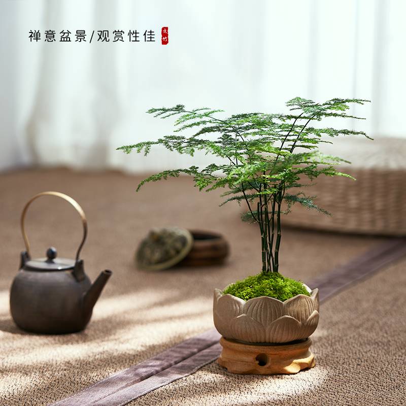 极速文竹盆栽植物室内桌面禅w意盆景办公室好养植物喜阴绿植迷你