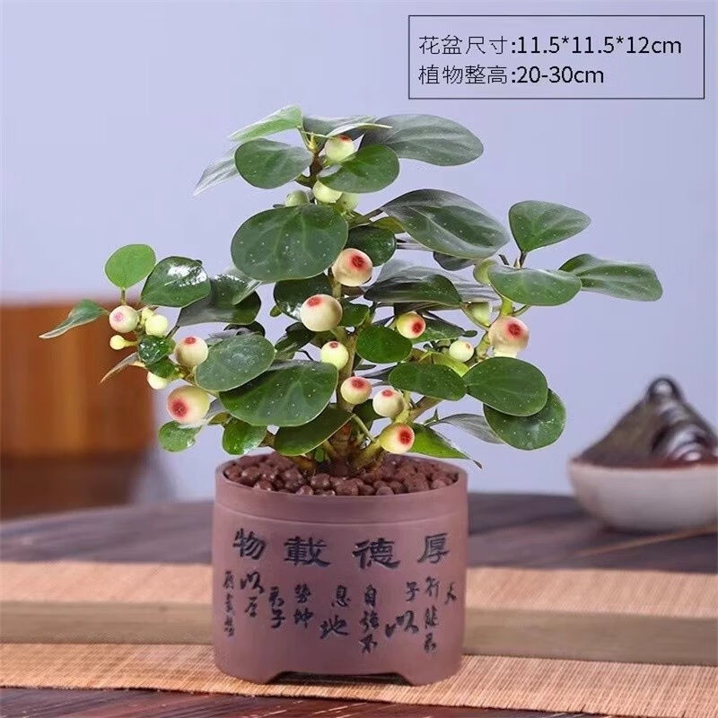 极速小盼菩提树盆栽m绿植室内办公室桌盆景植物菩提(飞蝶哥窑瓷盆
