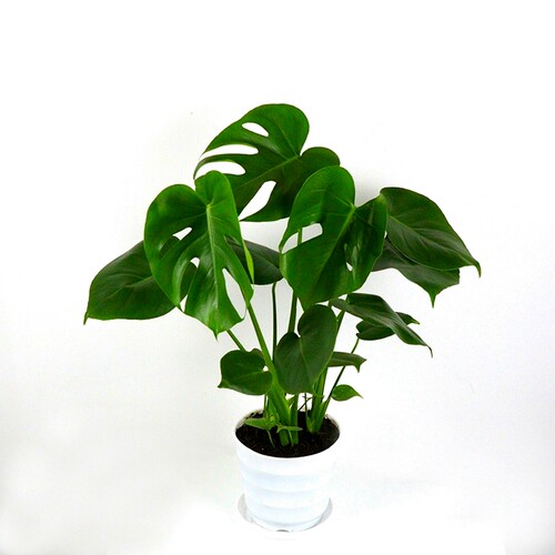 新品龟背竹大盆栽室o内客厅植物开背大叶绿植吸甲醛 净化空气四季