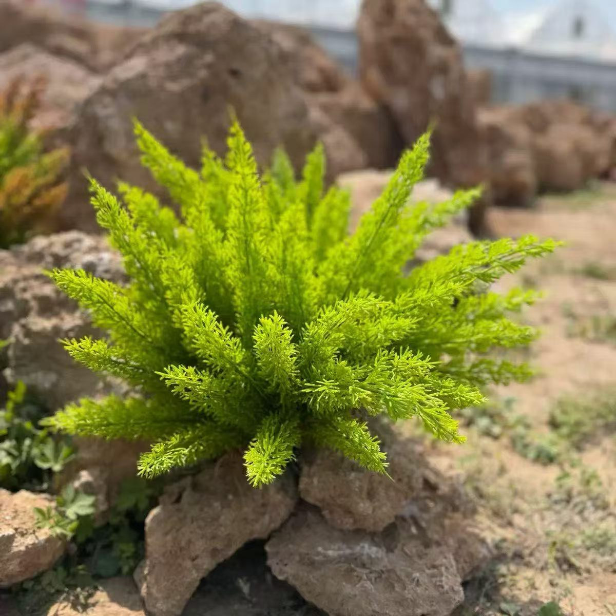 仿真肾蕨假植物室内森系造景苔藓微景观小草盆景逼真绿植摆件装饰