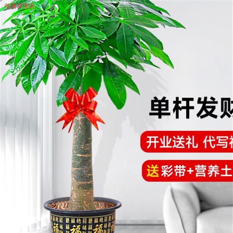 客厅旺财植物客厅放的大棵绿植室内大型真树盆栽好养大型招财花卉