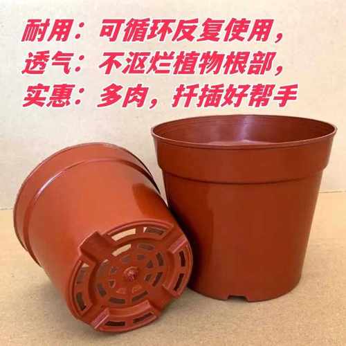 多肉花盆加厚育苗盆育苗杯小花盆扦插盆塑料花盆简易家用便宜花盆