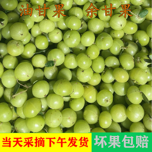 新鲜采摘青油甘果余甘果牛甘果滇橄榄当季油柑酸水果余甘子包邮