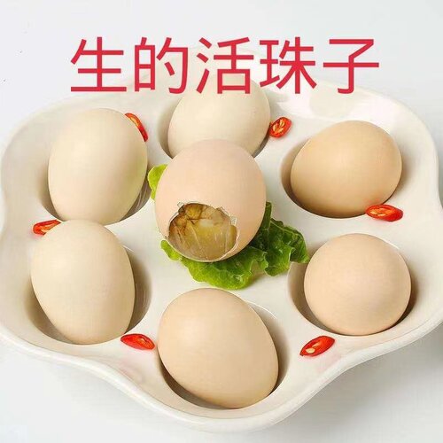 新鲜活珠子生蛋鸡胚天的