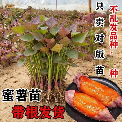 红薯苗秧批发正宗西瓜红蜜薯苗种糖心烤白薯型地瓜苗板栗哈密薯苗