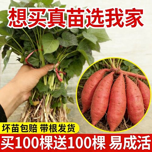正宗高产红薯苗秧苗种西瓜红糖心烤白薯型地瓜红薯苗哈密薯苗蜜薯