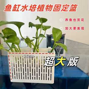 鱼缸水培定植篮加大版固定架水培植物铜钱草金昌蒲造景装饰壁挂式