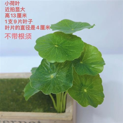 仿真花小荷叶铜钱草家居摆设客厅鱼缸插花绿植桌面摆件陶艺装饰品