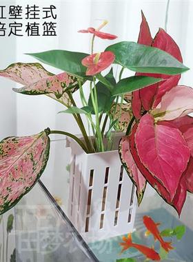 鱼缸水草定植篮水上装饰植物置物架水培植物盆栽托鱼缸装饰植物架